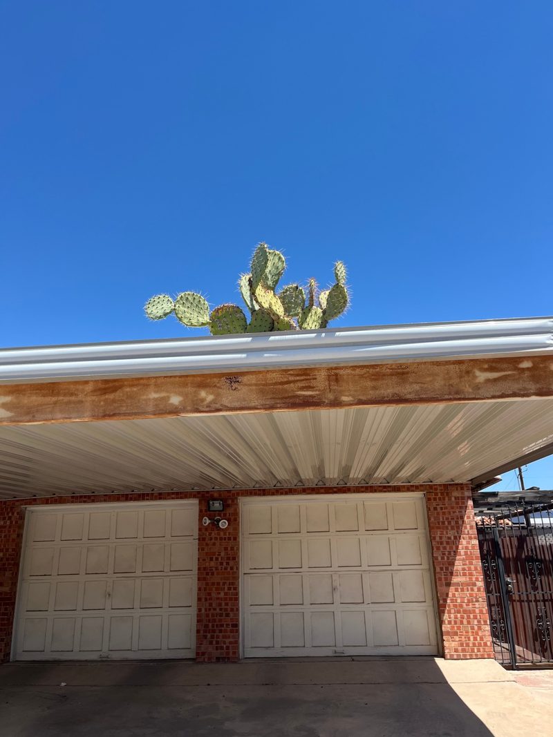 Photograph taken from the driveway, looking up: the prickly pear cactus rising out of the white rain gutter against a deep blue Tucson sky.
